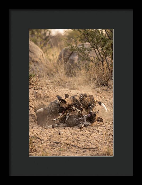 African Wild Dog Pups Playing