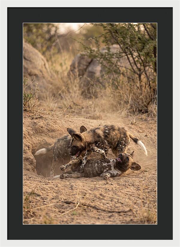 African Wild Dog Pups Playing