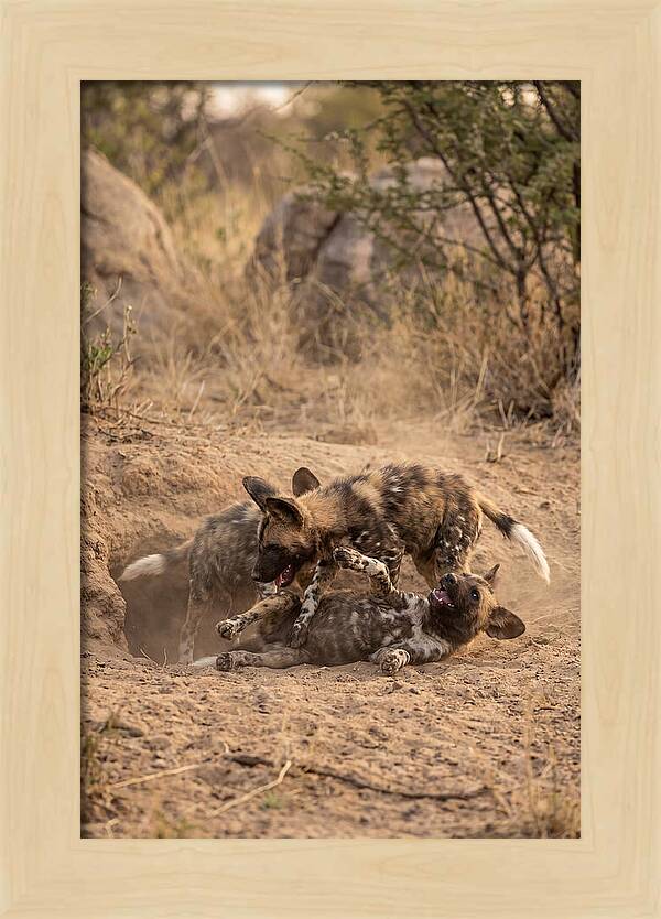 African Wild Dog Pups Playing