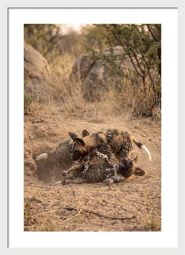African Wild Dog Pups Playing