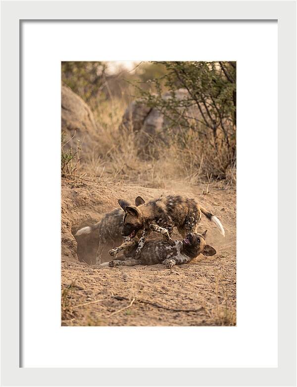 African Wild Dog Pups Playing