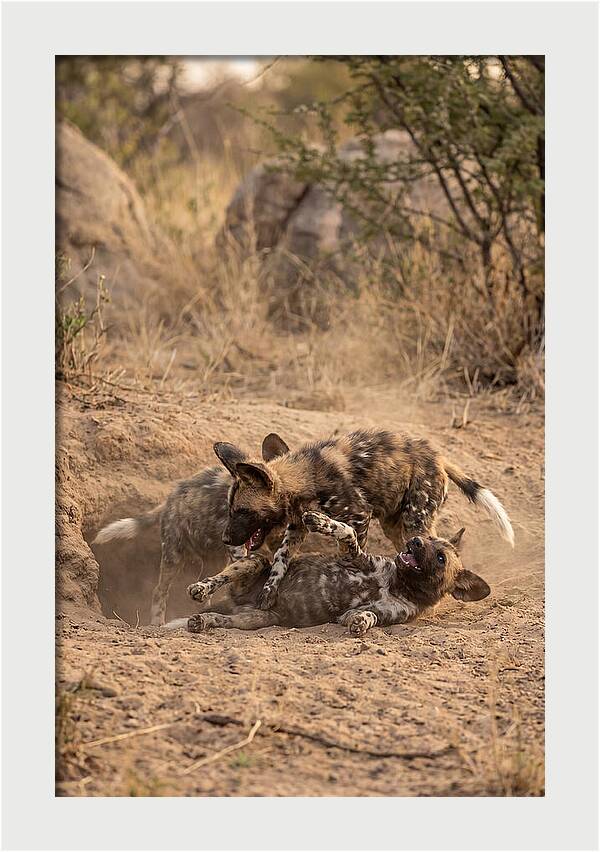 African Wild Dog Pups Playing