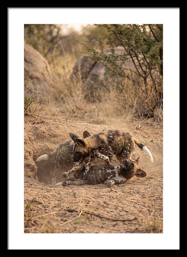 African Wild Dog Pups Playing