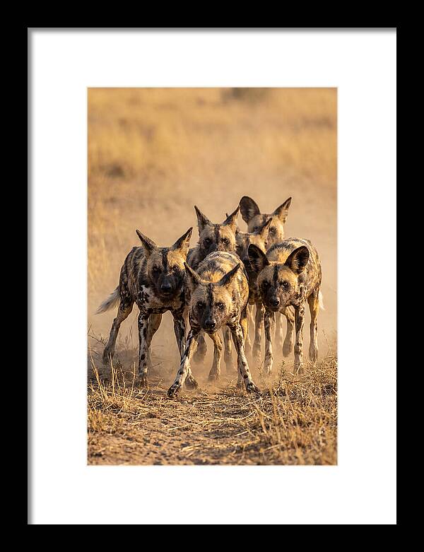 African Wild Dogs On The Hunt