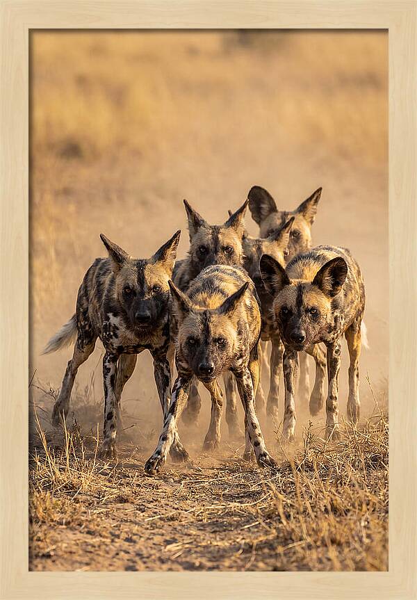 African Wild Dogs On The Hunt