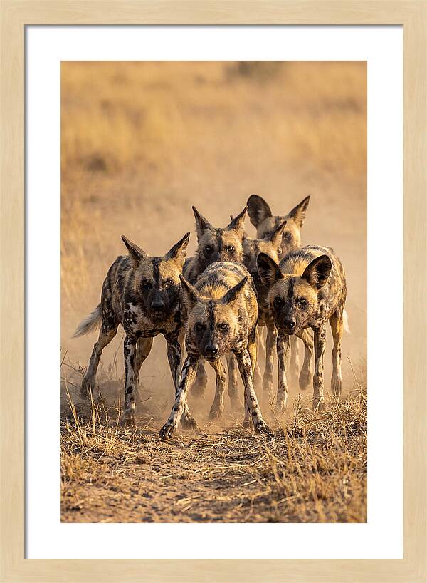 African Wild Dogs On The Hunt