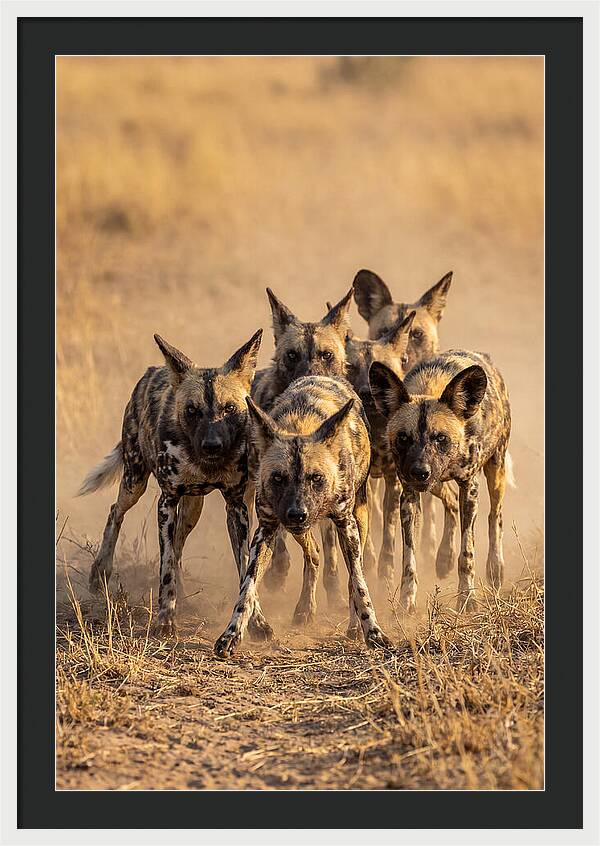 African Wild Dogs On The Hunt