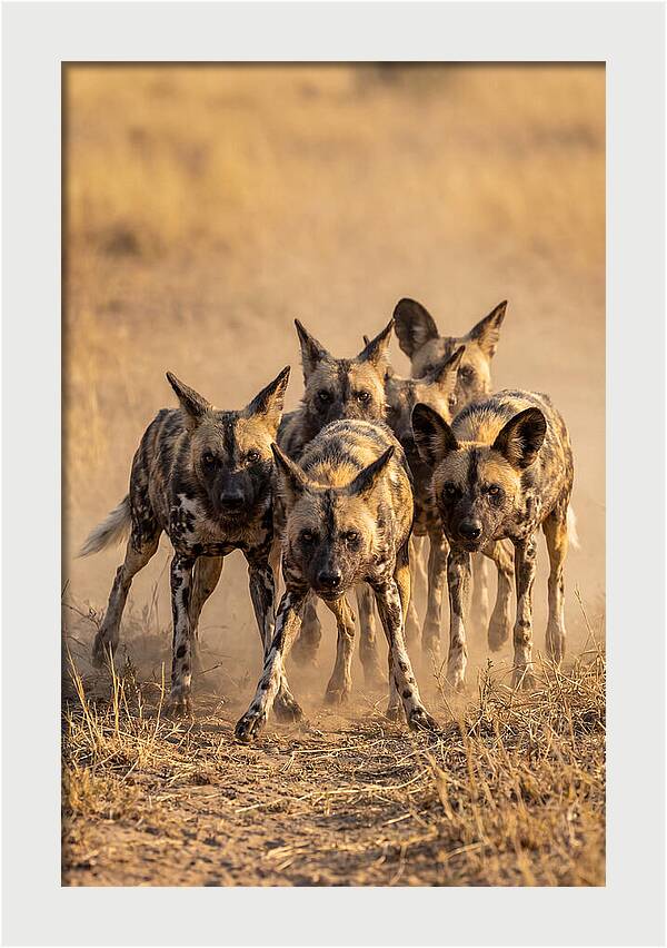 African Wild Dogs On The Hunt