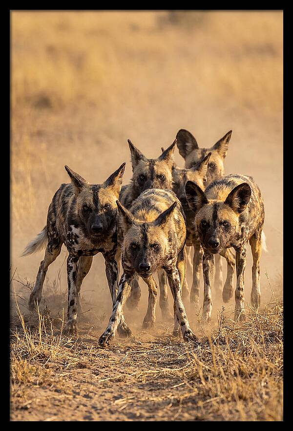 African Wild Dogs On The Hunt