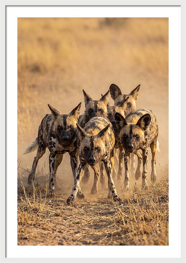 African Wild Dogs On The Hunt