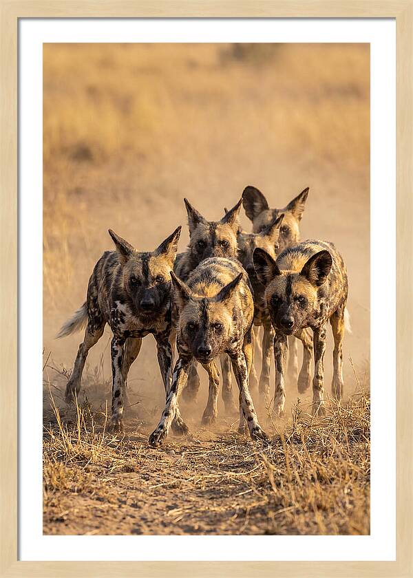 African Wild Dogs On The Hunt