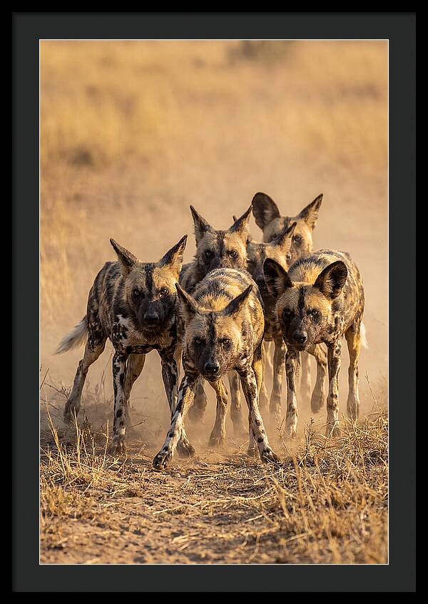 African Wild Dogs On The Hunt