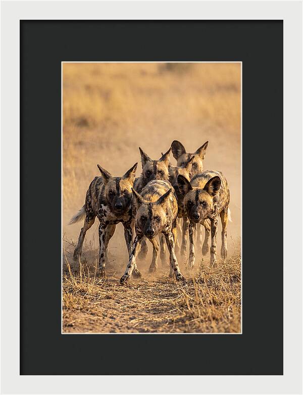 African Wild Dogs On The Hunt