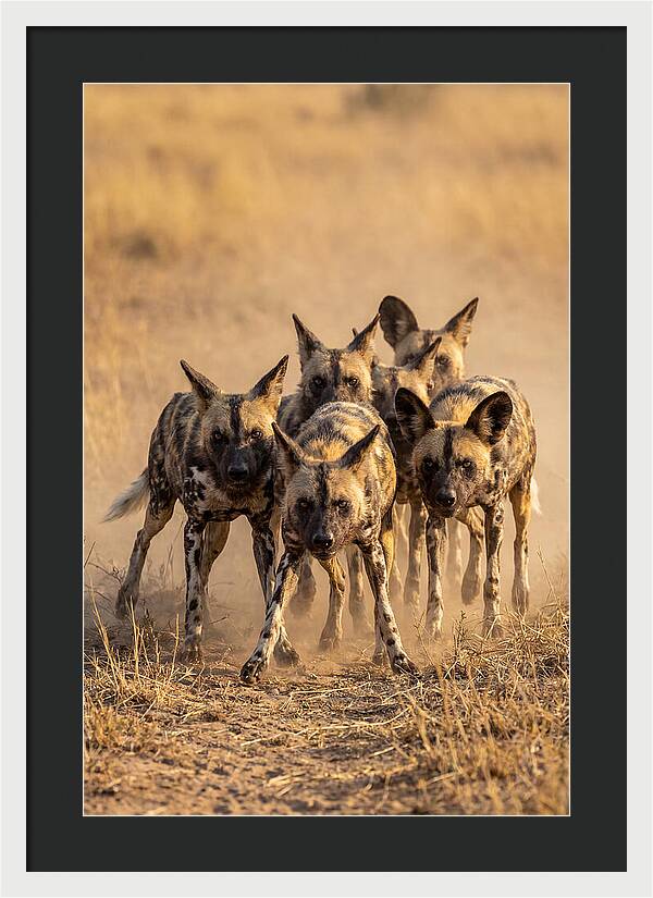 African Wild Dogs On The Hunt