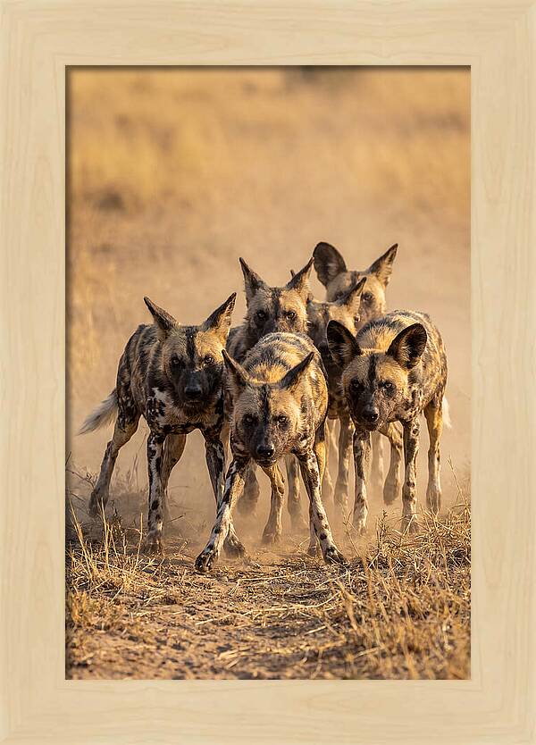 African Wild Dogs On The Hunt