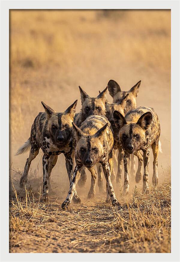 African Wild Dogs On The Hunt