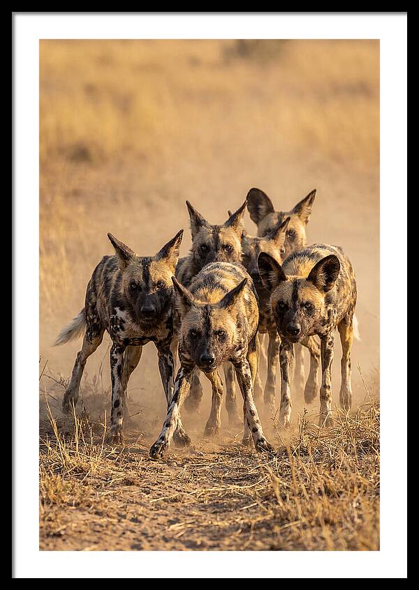 African Wild Dogs On The Hunt
