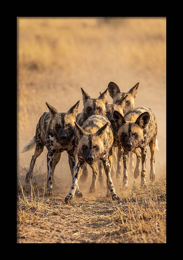 African Wild Dogs On The Hunt