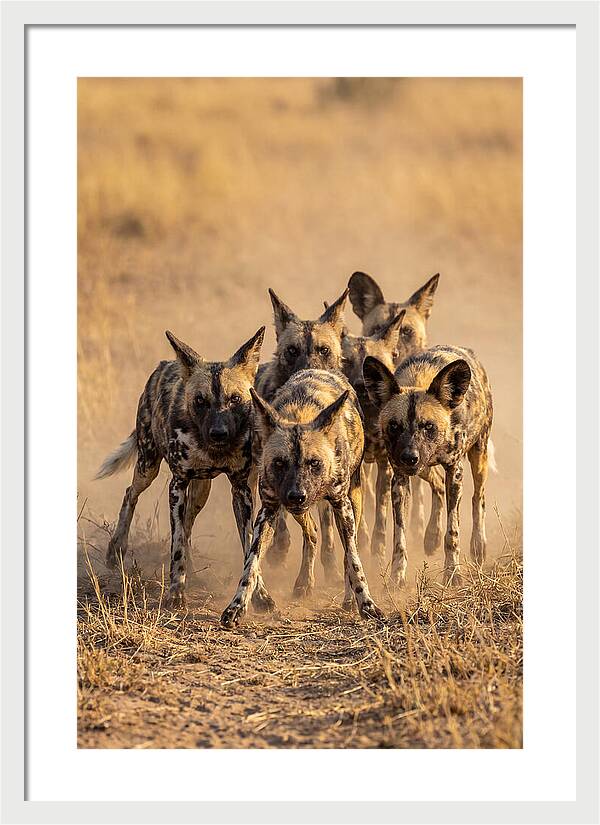 African Wild Dogs On The Hunt