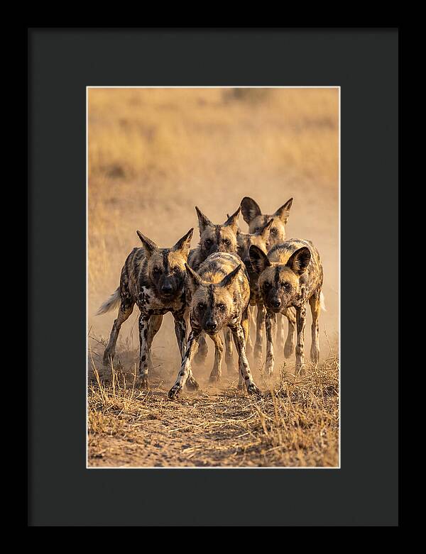 African Wild Dogs On The Hunt