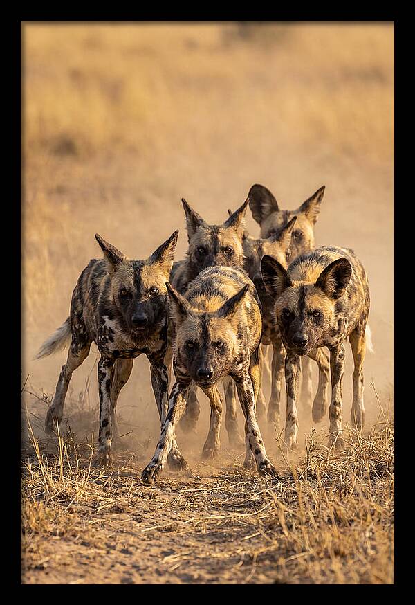 African Wild Dogs On The Hunt