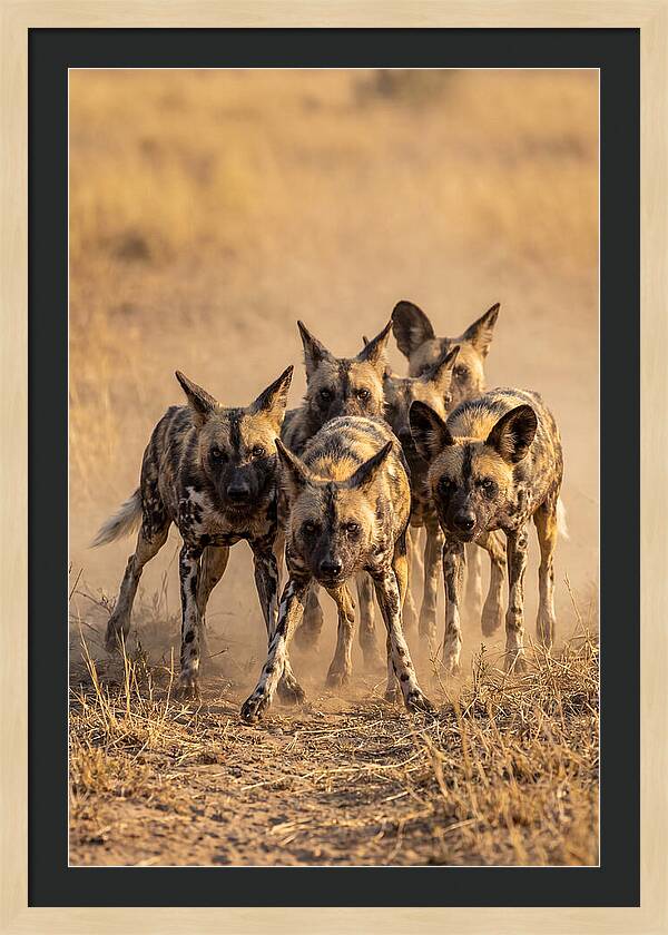 African Wild Dogs On The Hunt