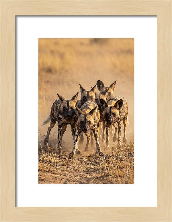 African Wild Dogs On The Hunt