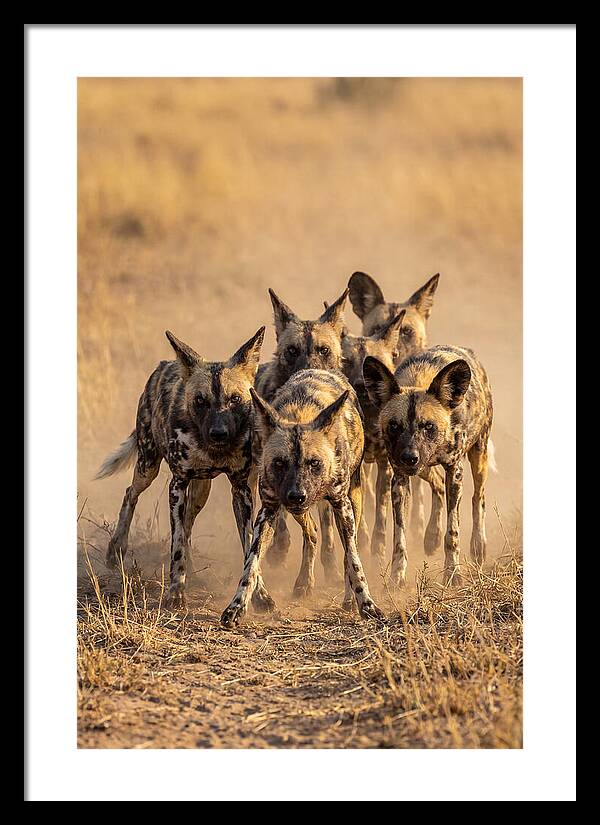 African Wild Dogs On The Hunt