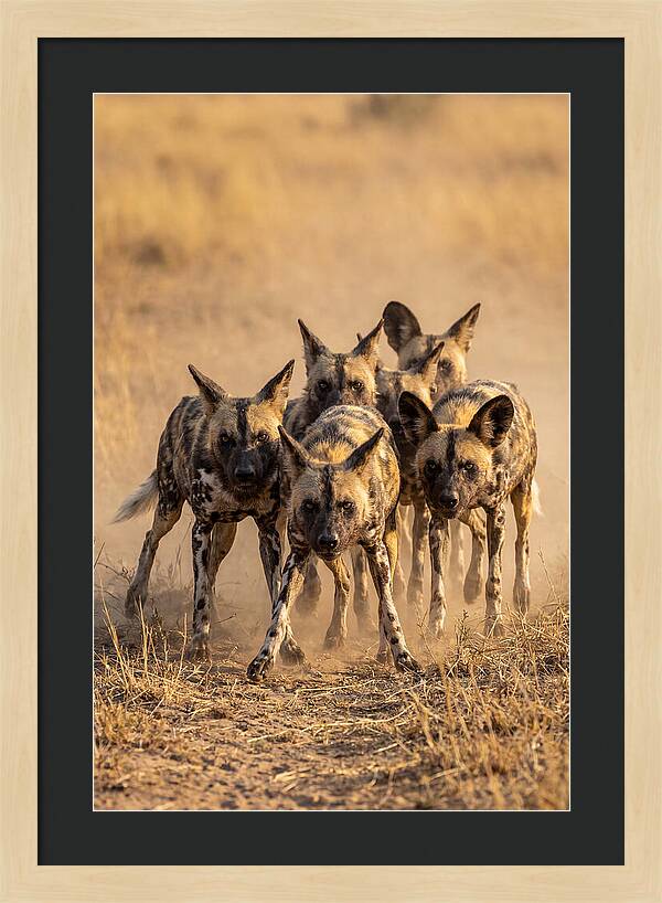 African Wild Dogs On The Hunt