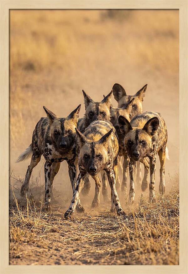 African Wild Dogs On The Hunt