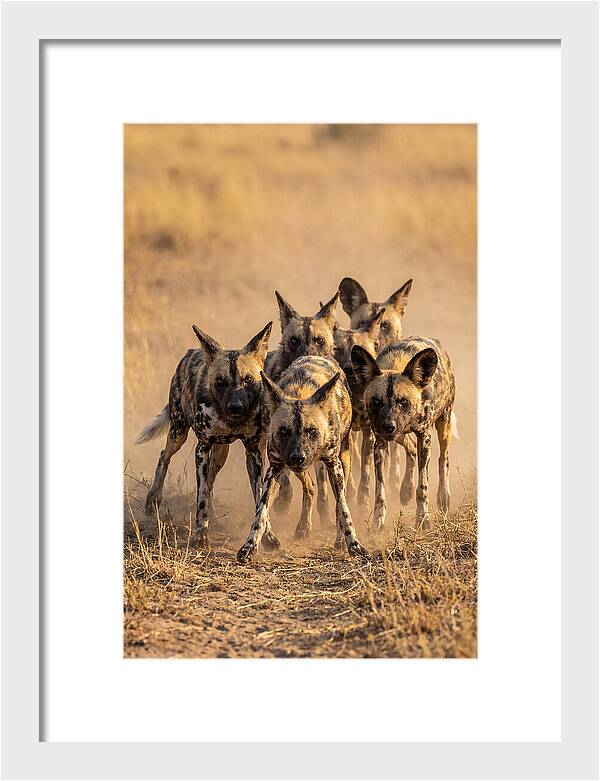African Wild Dogs On The Hunt
