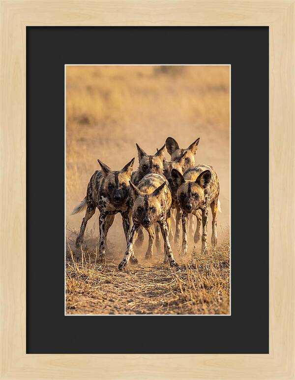 African Wild Dogs On The Hunt