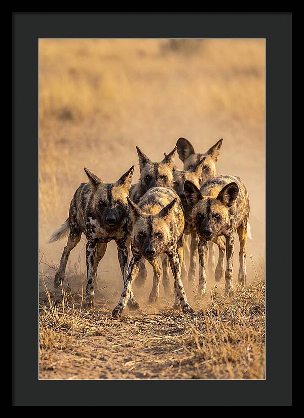 African Wild Dogs On The Hunt