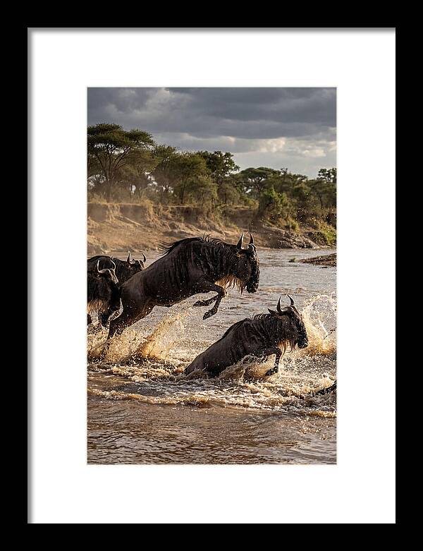 African Wildebeest River Crossing