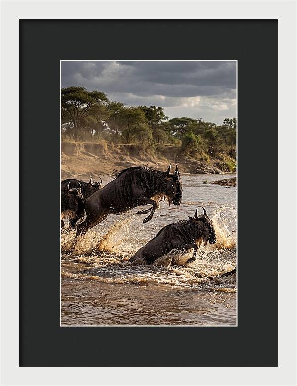 African Wildebeest River Crossing