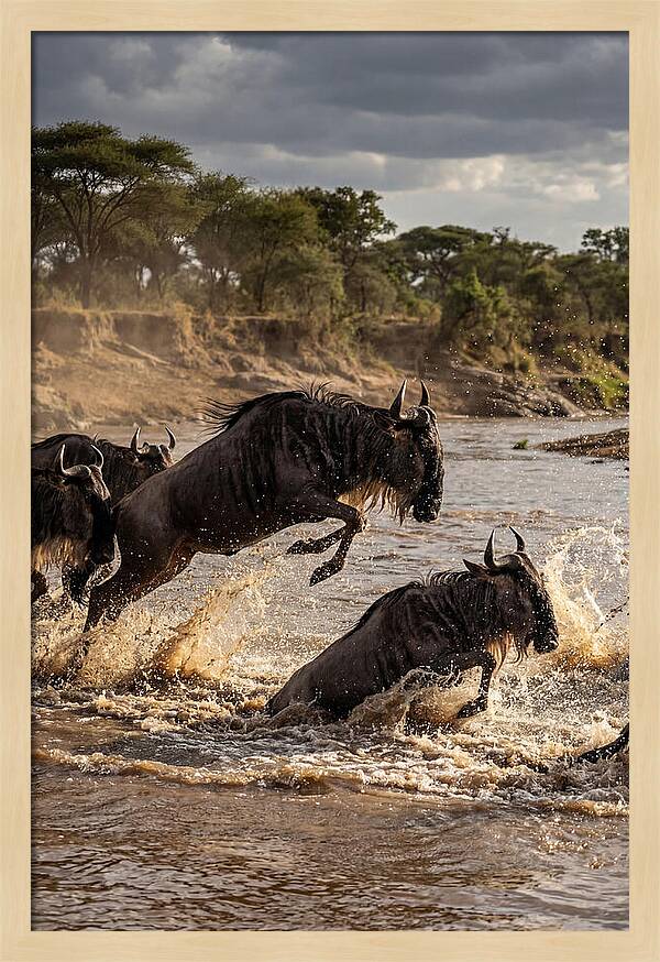 African Wildebeest River Crossing