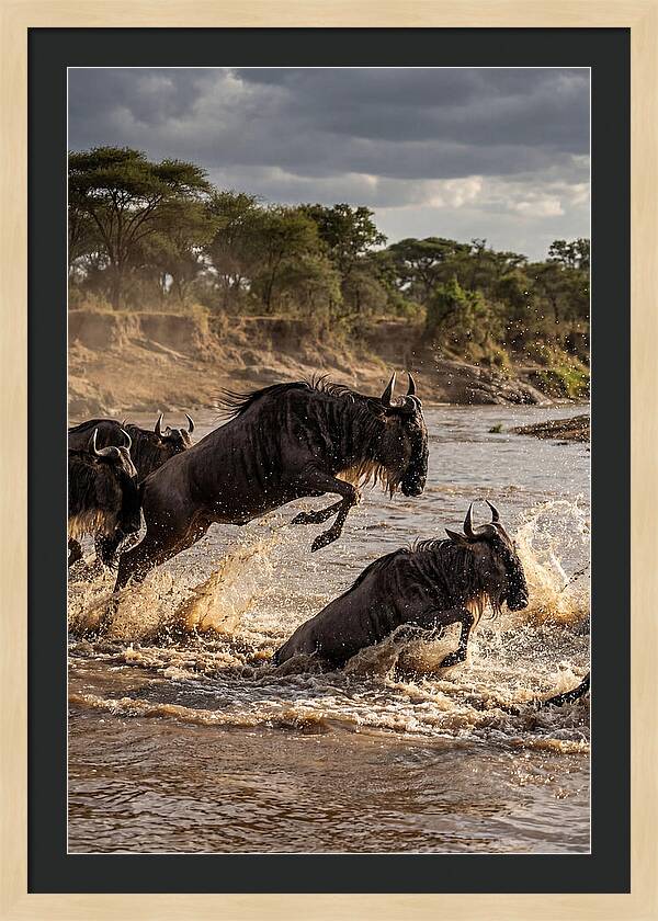 African Wildebeest River Crossing