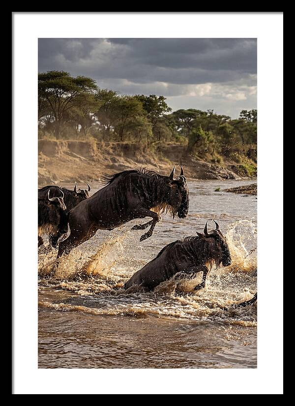 African Wildebeest River Crossing