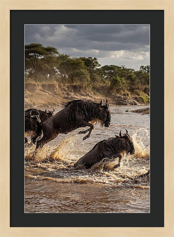 African Wildebeest River Crossing