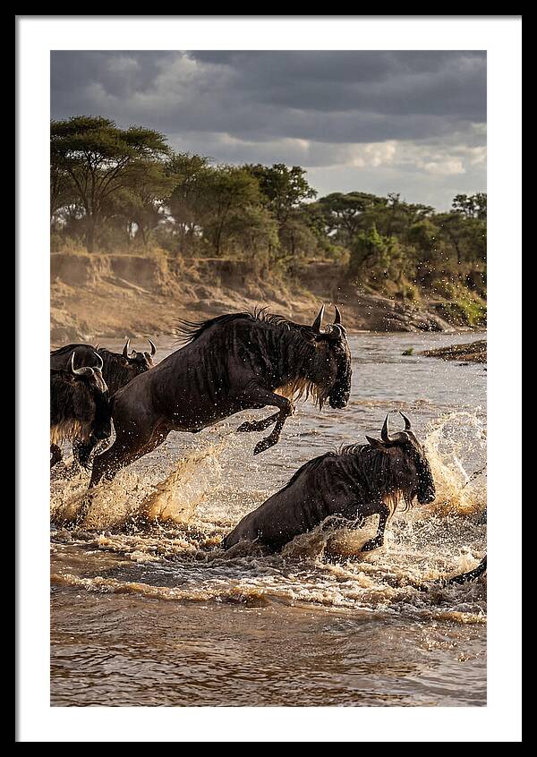 African Wildebeest River Crossing