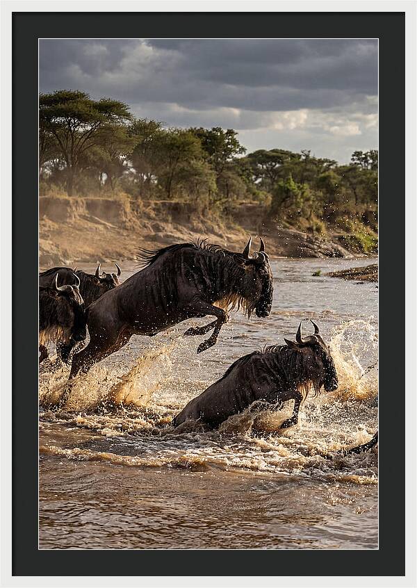 African Wildebeest River Crossing