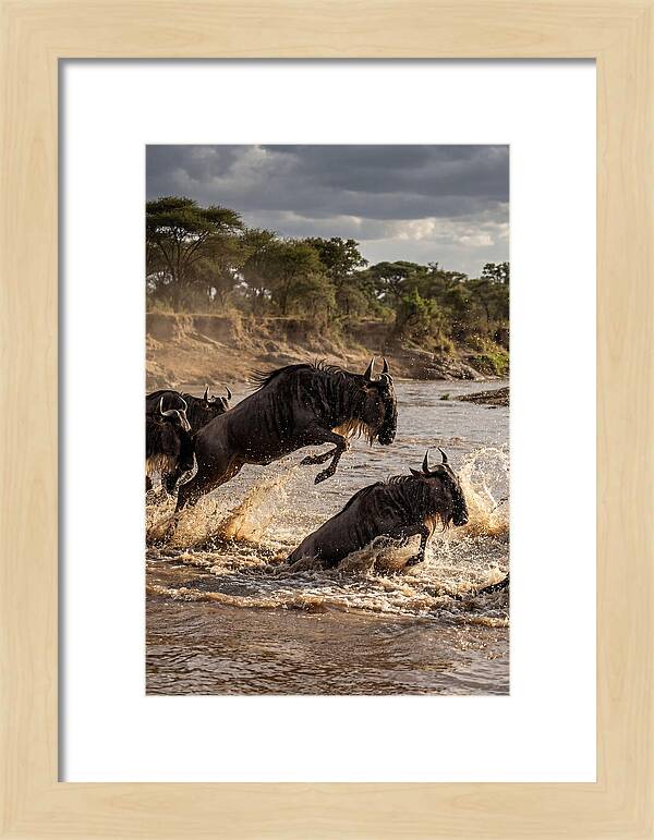 African Wildebeest River Crossing