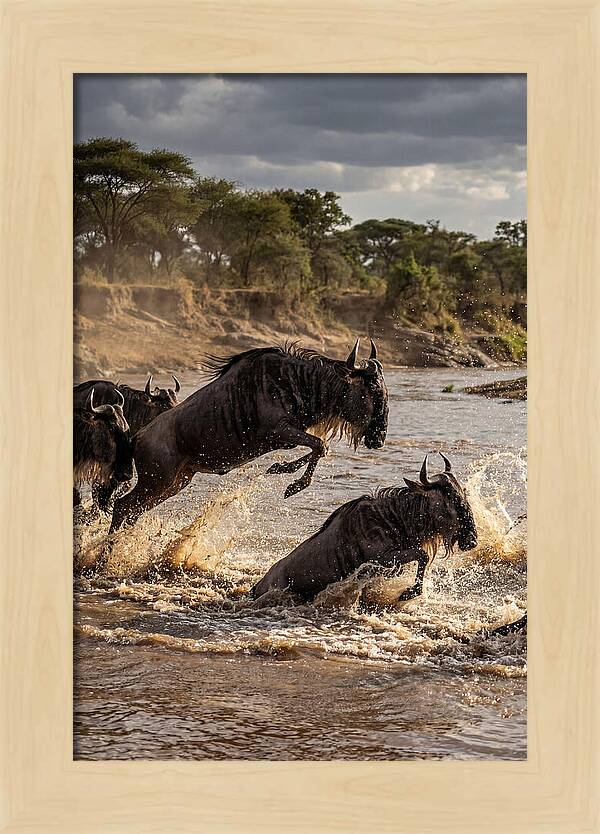 African Wildebeest River Crossing