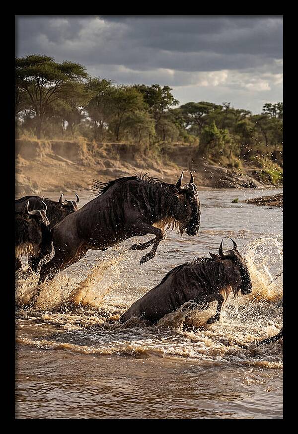 African Wildebeest River Crossing