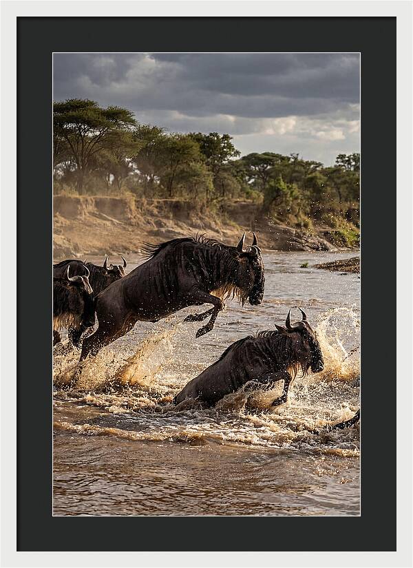 African Wildebeest River Crossing