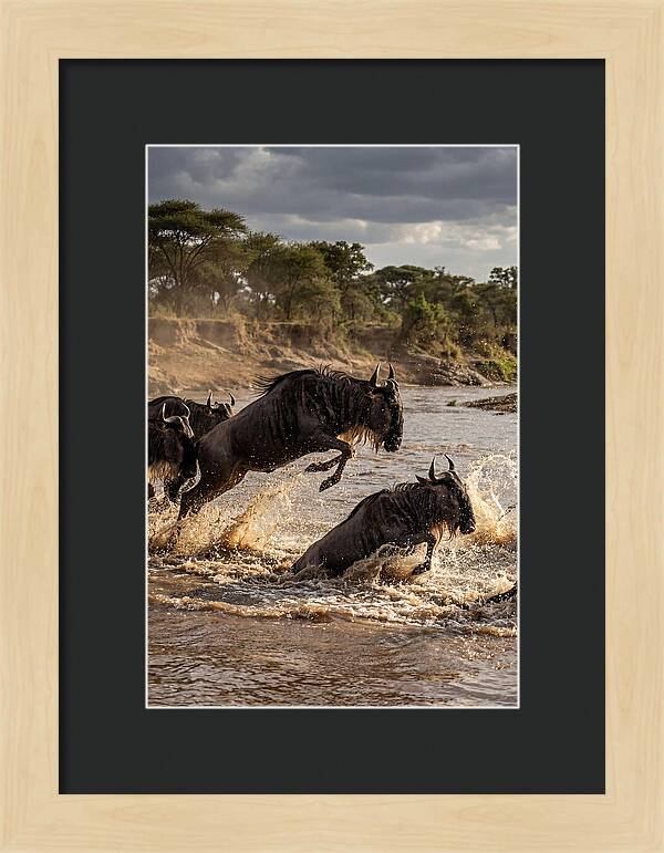 African Wildebeest River Crossing