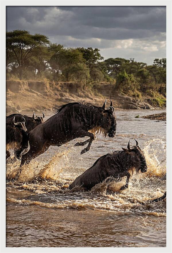 African Wildebeest River Crossing