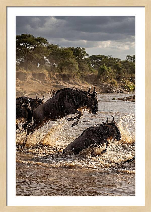 African Wildebeest River Crossing