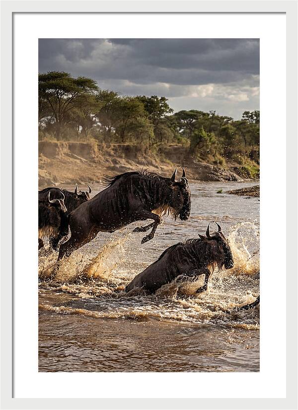 African Wildebeest River Crossing