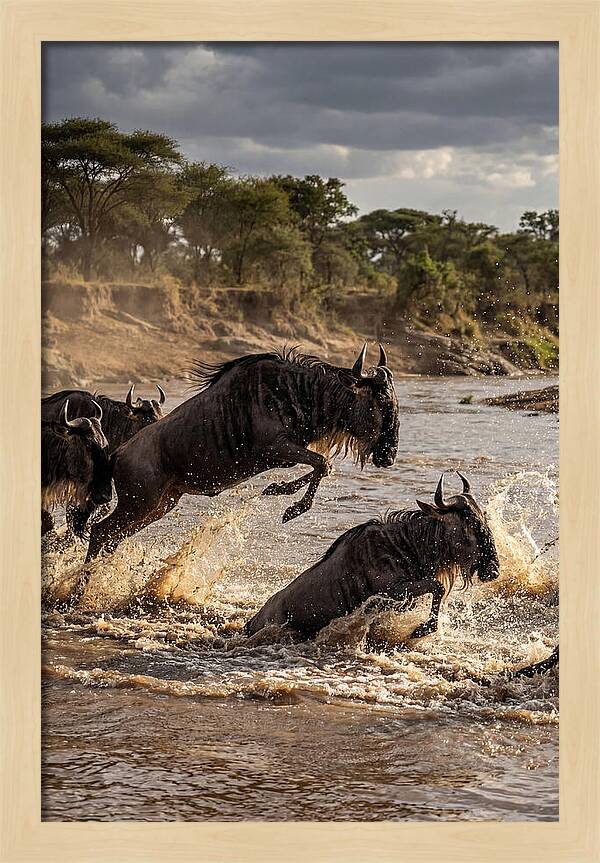 African Wildebeest River Crossing
